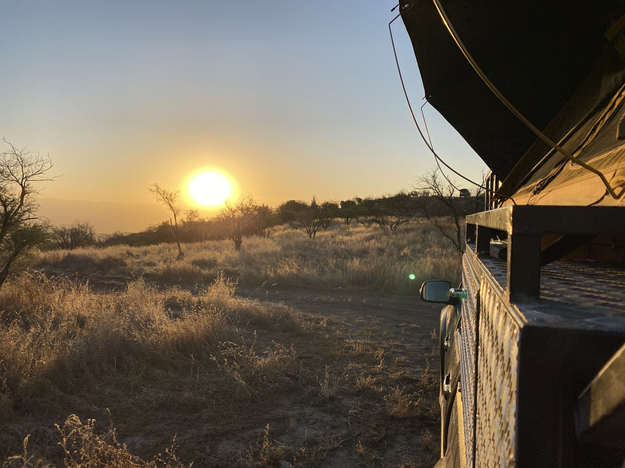 Safari !